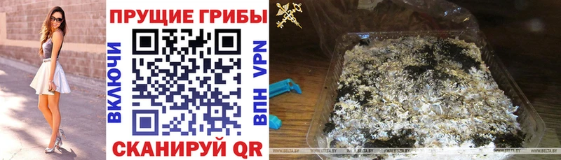 OMG   купить закладку  Тогучин  Галлюциногенные грибы Psilocybe 